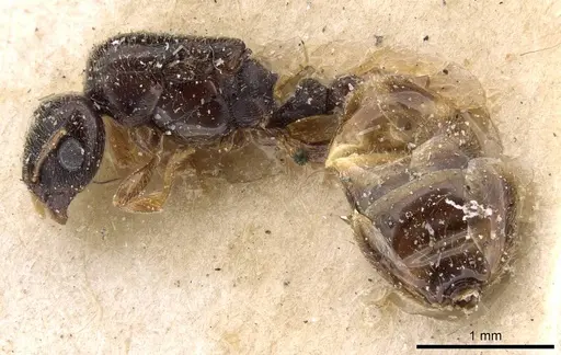 Carebara oertzeni specimen CASENT0908910 image casent0908910_3