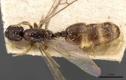 Carebara oertzeni specimen CASENT0908911 image casent0908911_1