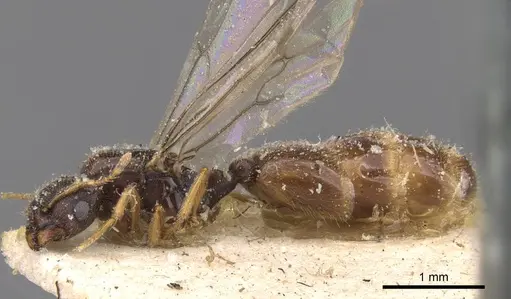 Carebara oertzeni specimen CASENT0908911 image casent0908911_3