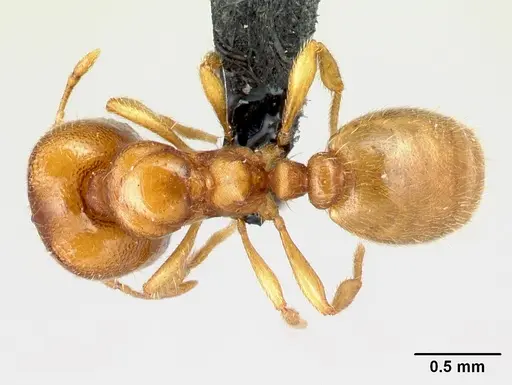 Carebara omasi specimen CASENT0027735 image casent0027735_1