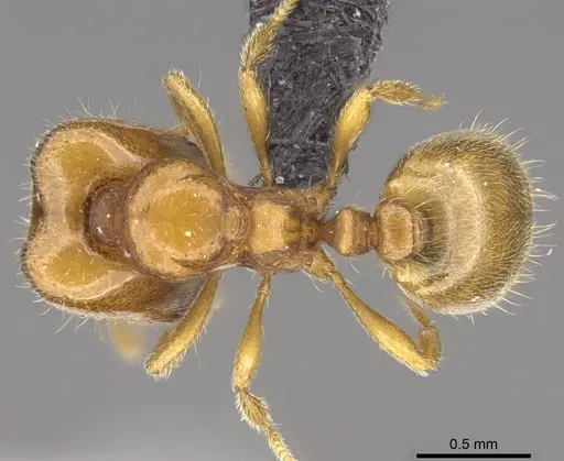 Carebara omasi specimen CASENT0028870 image casent0028870_1