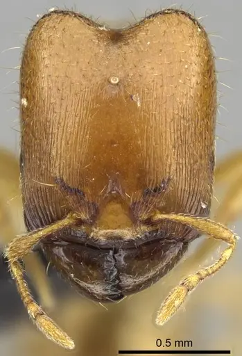 Carebara omasi specimen CASENT0028870 image casent0028870_2