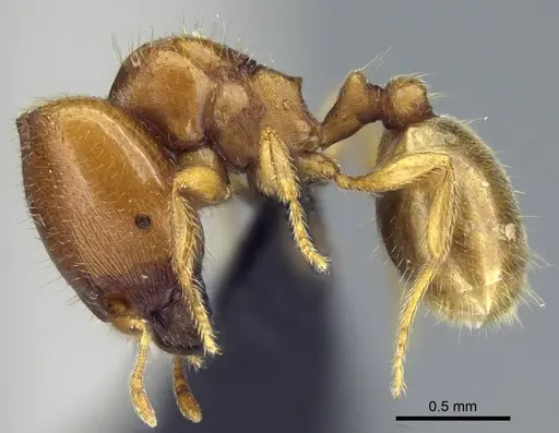 Carebara omasi specimen CASENT0028870 image casent0028870_3