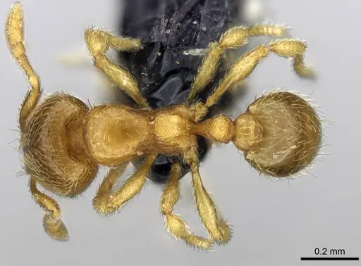 Carebara omasi specimen CASENT0028947 image casent0028947_1