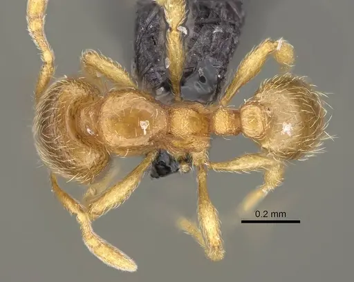 Carebara omasi specimen CASENT0029042 image casent0029042_1