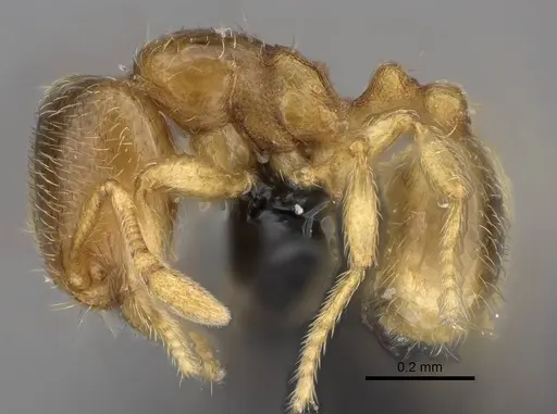 Carebara omasi specimen CASENT0029042 image casent0029042_3