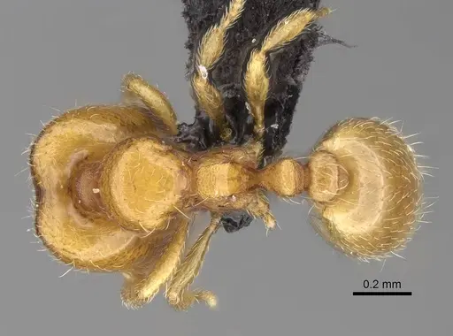 Carebara omasi specimen CASENT0030995 image casent0030995_1