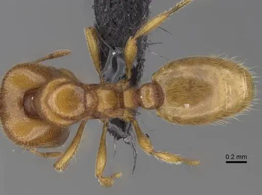 Carebara omasi specimen CASENT0165780 image casent0165780_1