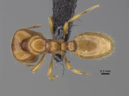 Carebara omasi specimen CASENT0165780 image casent0165780_2