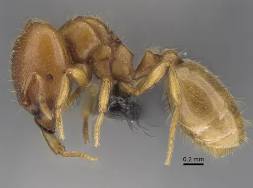 Carebara omasi specimen CASENT0165780 image casent0165780_4