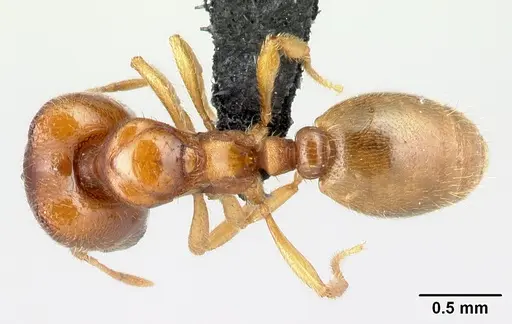 Carebara omasi specimen CASENT0485883 image casent0485883_1