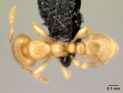 Carebara omasi specimen CASENT0485917 image casent0485917_1