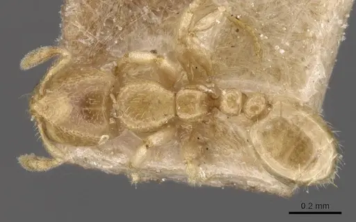 Carebara osborni specimen CASENT0913484 image casent0913484_1