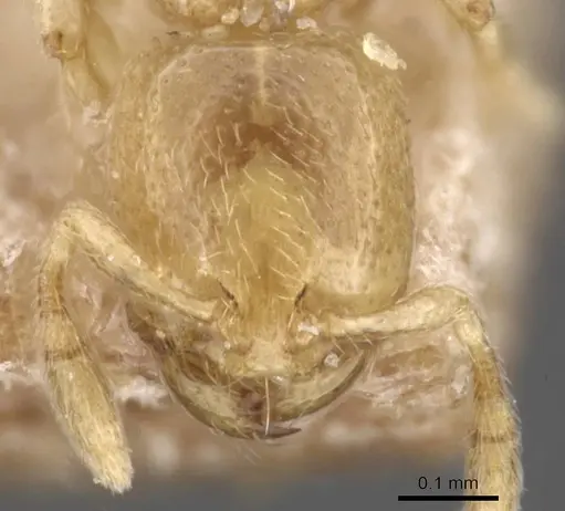 Carebara osborni specimen CASENT0913484 image casent0913484_2