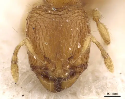 Carebara overbecki specimen CASENT0908912 image casent0908912_2
