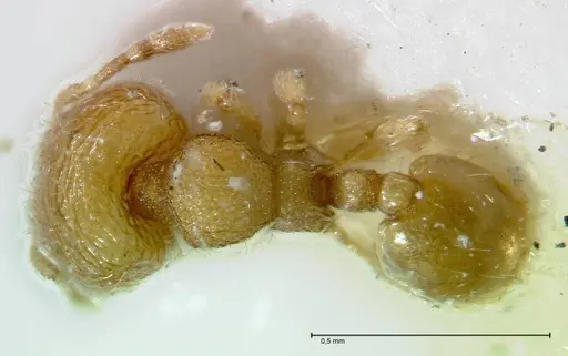 Carebara overbecki specimen FOCOL0278 image focol0278_1