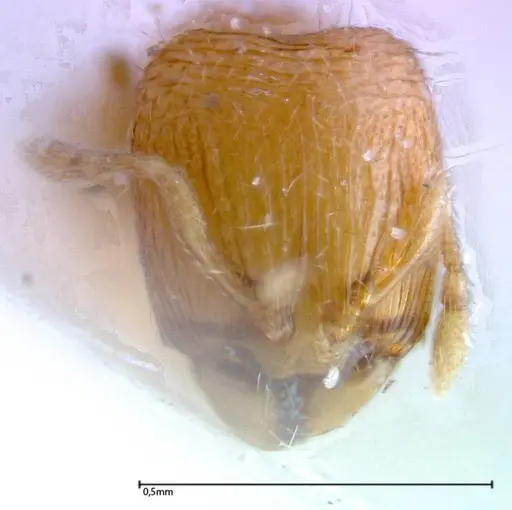 Carebara overbecki specimen FOCOL0278 image focol0278_2