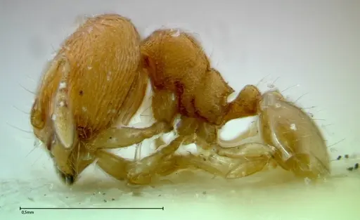 Carebara overbecki specimen FOCOL0278 image focol0278_3