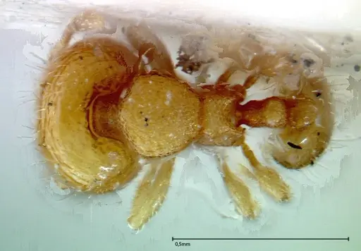 Carebara overbecki specimen FOCOL0279 image focol0279_1