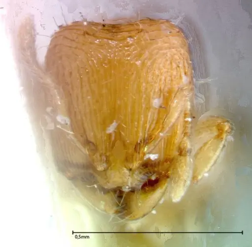 Carebara overbecki specimen FOCOL0279 image focol0279_2