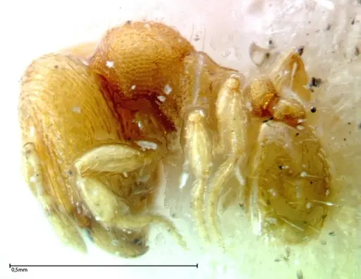 Carebara overbecki specimen FOCOL0279 image focol0279_3