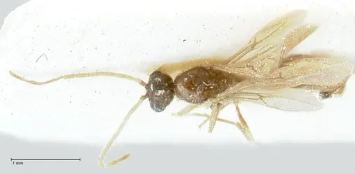 Carebara overbecki specimen FOCOL1919 image focol1919_1