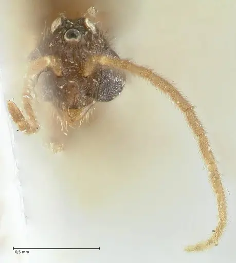 Carebara overbecki specimen FOCOL1919 image focol1919_2