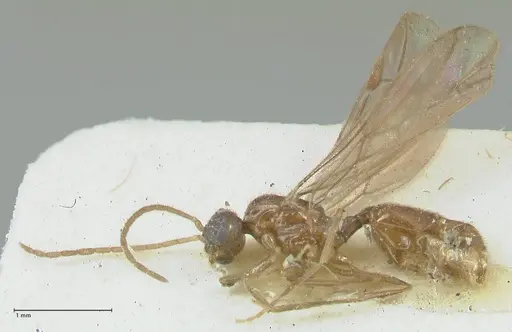 Carebara overbecki specimen FOCOL1919 image focol1919_3