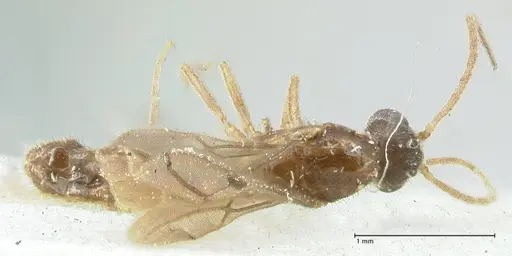 Carebara overbecki specimen FOCOL1920 image focol1920_1