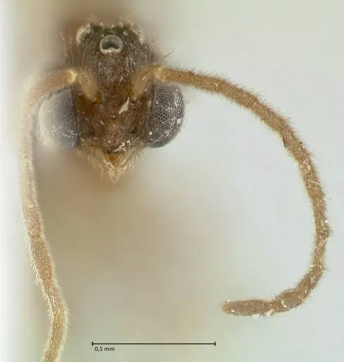 Carebara overbecki specimen FOCOL1920 image focol1920_2