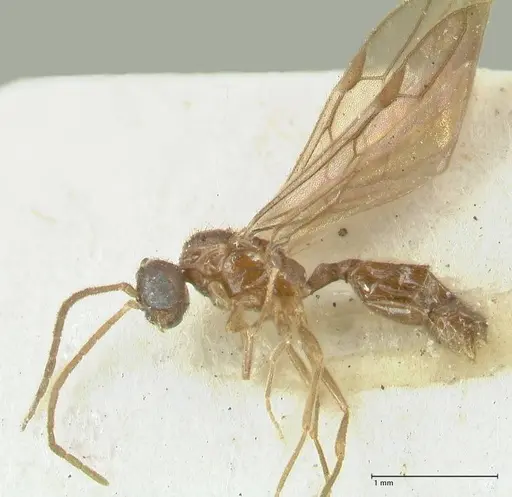 Carebara overbecki specimen FOCOL1920 image focol1920_3