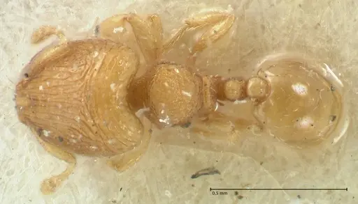 Carebara overbecki specimen FOCOL1921 image focol1921_1