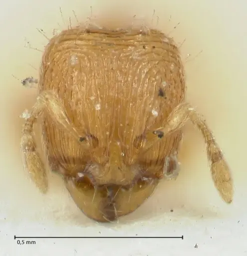 Carebara overbecki specimen FOCOL1921 image focol1921_2