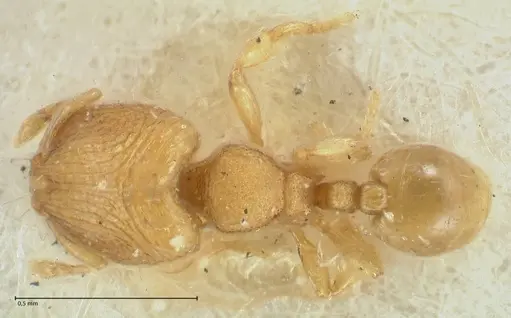 Carebara overbecki specimen FOCOL1922 image focol1922_1