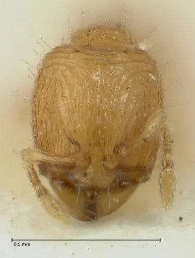 Carebara overbecki specimen FOCOL1922 image focol1922_2