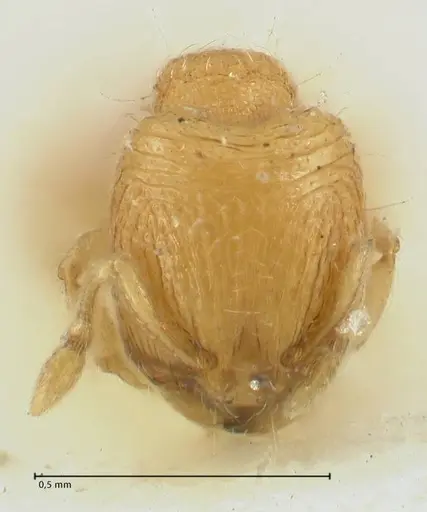 Carebara overbecki specimen FOCOL1923 image focol1923_2