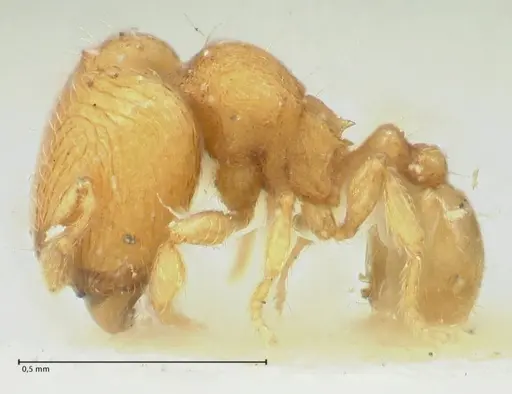 Carebara overbecki specimen FOCOL1923 image focol1923_3