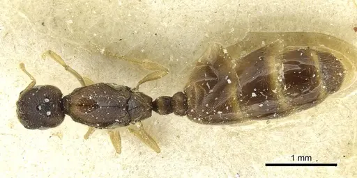 Carebara paeta specimen CASENT0913514 image casent0913514_1