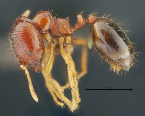 Carebara panhai specimen THNHM-I-14191 image thnhm-i-14191_3