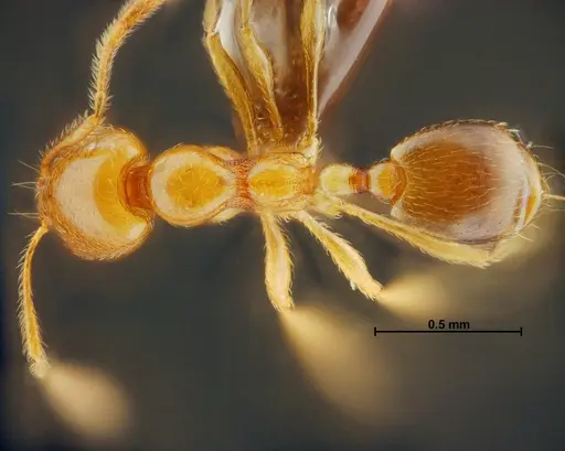 Carebara panhai specimen THNHM-I-14193 image thnhm-i-14193_1
