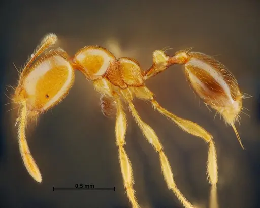 Carebara panhai specimen THNHM-I-14193 image thnhm-i-14193_3