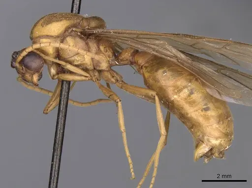 Carebara patrizii specimen CASENT0905865 image casent0905865_3