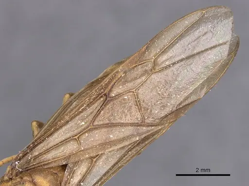 Carebara patrizii specimen CASENT0905865 image casent0905865_4