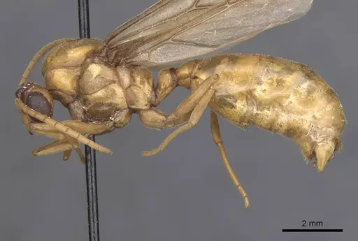 Carebara patrizii specimen CASENT0913485 image casent0913485_3