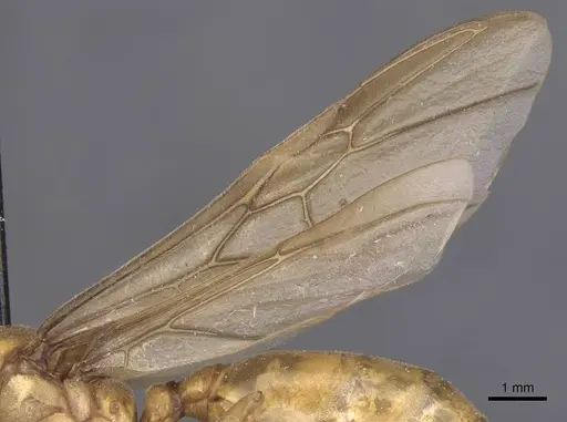 Carebara patrizii specimen CASENT0913485 image casent0913485_4