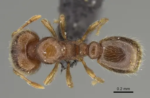 Carebara perpusilla specimen CASENT0066869 image casent0066869_1
