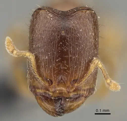 Carebara perpusilla specimen CASENT0066869 image casent0066869_2