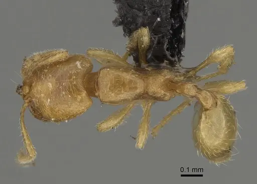 Carebara perpusilla specimen CASENT0099423 image casent0099423_1