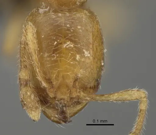 Carebara perpusilla specimen CASENT0099423 image casent0099423_2
