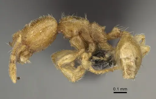 Carebara perpusilla specimen CASENT0099423 image casent0099423_3